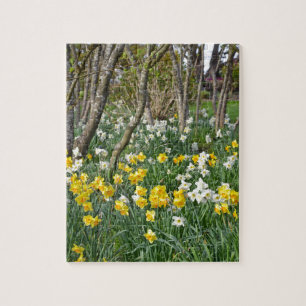 Puzzle Beau jardin de jonquilles de printemps