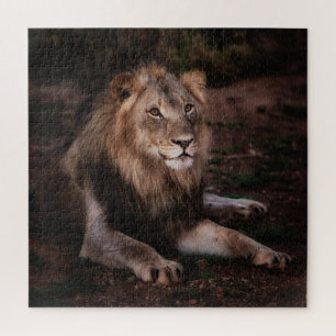 Puzzle Beau Lion de repos dans la nature