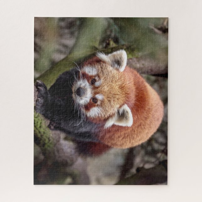 Puzzle Beau Panda Rouge sur une Branche (Vertical)