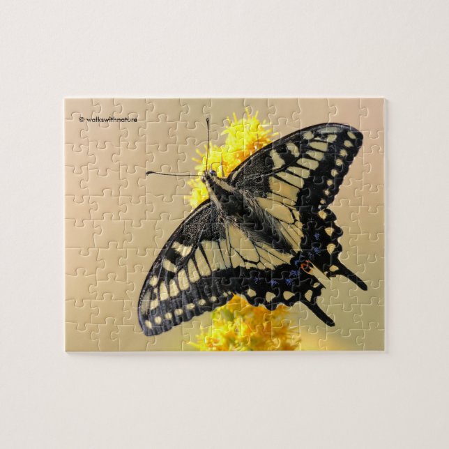 Puzzle Beau papillon anis Swallowtail au soleil (Horizontal)