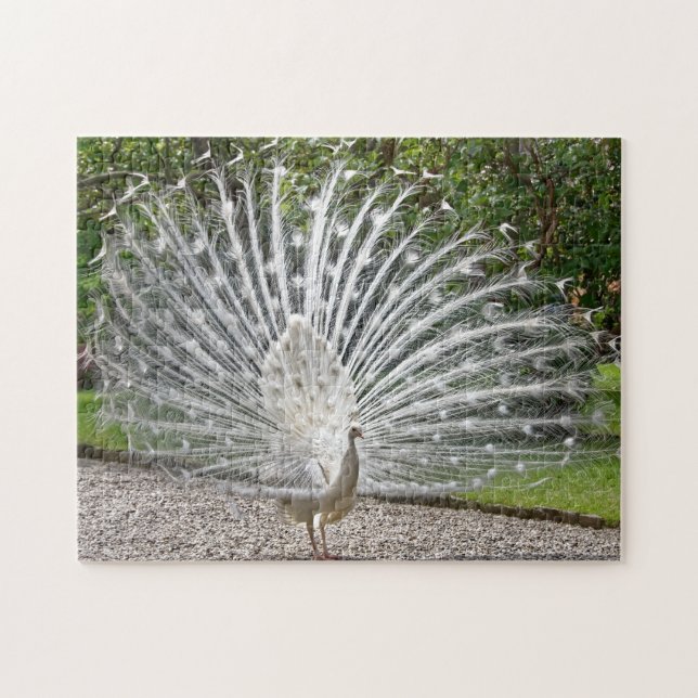 Puzzle Beau Peacock Blanc Avec Pleine Plumes Étalé J (Horizontal)
