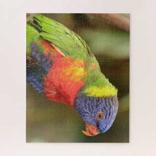 Puzzle Beau perroquet coloré