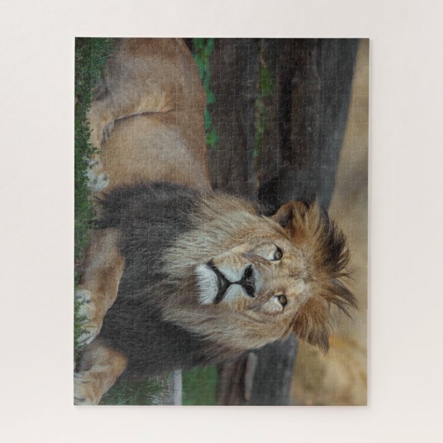 Puzzle Beau repos du lion nord-africain (Vertical)