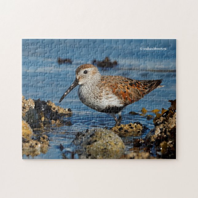 Puzzle Beau Sandpiper Dunlin se met en solo sur la plage (Horizontal)