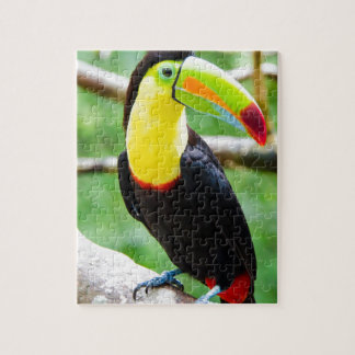 Puzzle Beau toucan