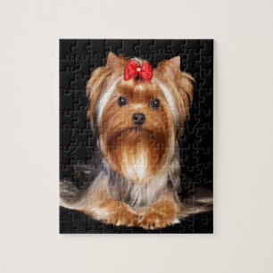 Puzzle Beau Yorkshire Terrier
