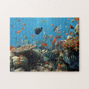 Puzzle Beaucoup de poissons et de corail