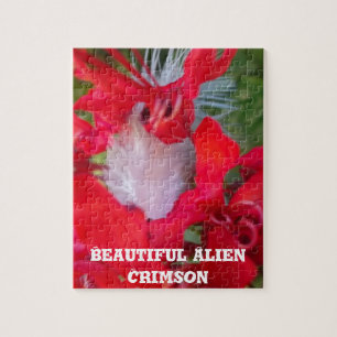 Puzzle Beauté Délicate : Fleur Rouge avec Plume Blanche