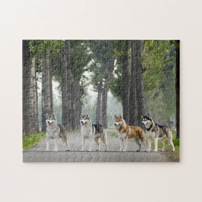 Puzzle Beautiful Husky Dogs on Nature Trail (Horizontal)