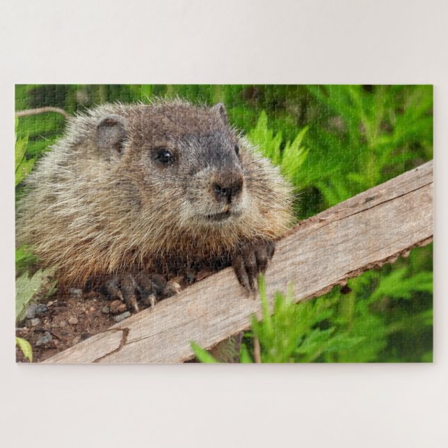 Puzzle Bébé adorable Marmotte de fond / marmotte de bois  (Horizontal)