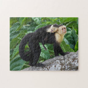 Cadeaux Singe Capucin Zazzle Fr