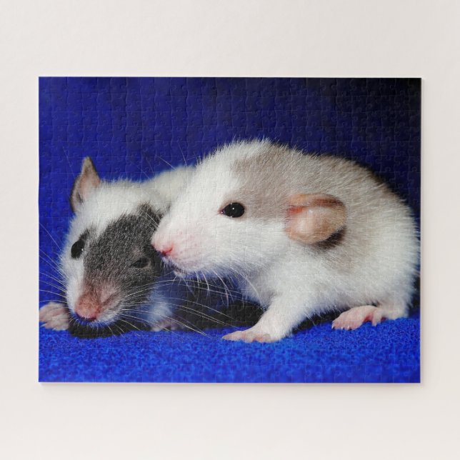 Puzzle Bébé Fancy Pet Rat Pups (Horizontal)