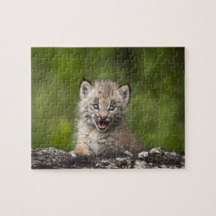 Puzzle Bébé Lynx (Lynx Canadensis) regardant au-dessus