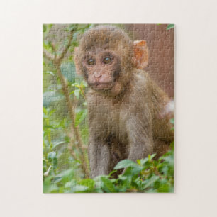 Puzzle Bébé macaque rhésus, temple des singes, Jaipur