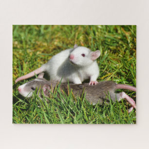 Puzzle Bébé mignon Rats d'animaux dans l'herbe