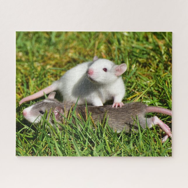 Puzzle Bébé mignon Rats d'animaux dans l'herbe (Horizontal)