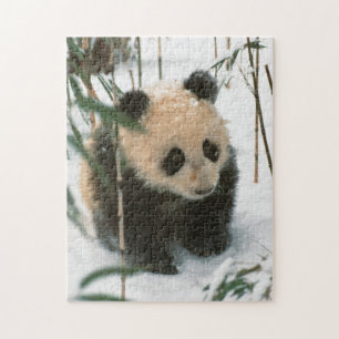 Puzzle Bébé panda sur la neige, Wolong, Sichuan, Chine
