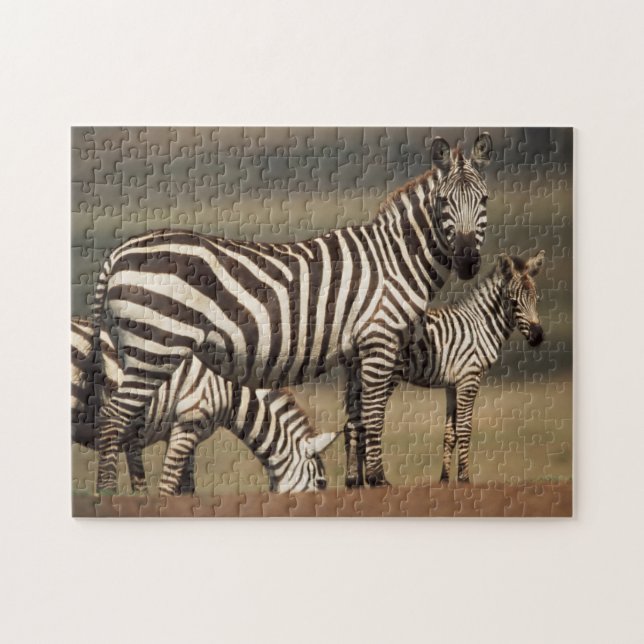 Puzzle Bébé zèbre de Burchell avec sa mère (Horizontal)