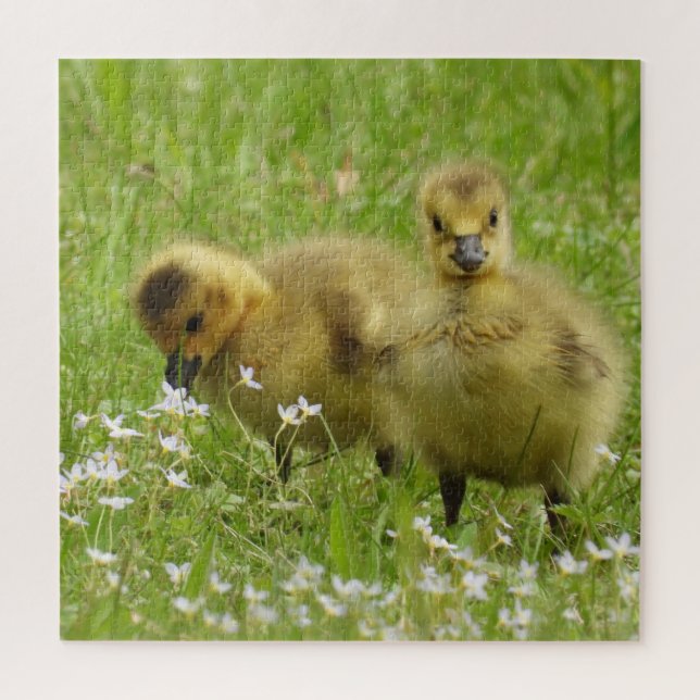 Puzzle Bébés adorables de l'oie - Goslings (Vertical)