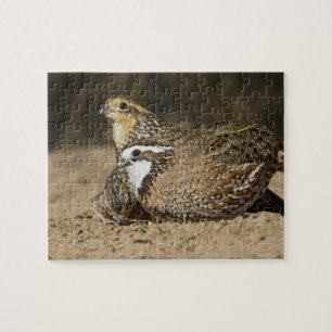 Puzzle Bébés colins de Virginie au bord de l'étang pour b