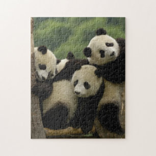 Puzzle Bébés de panda géant Ailuropoda melanoleuca)