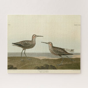 Puzzle Bécasseau à pattes longues - Audubon's Birds of Am