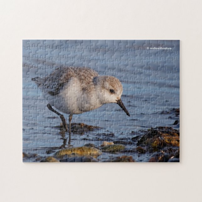 Puzzle Bécasseau de Sanderling mignon Se promener sur la  (Horizontal)