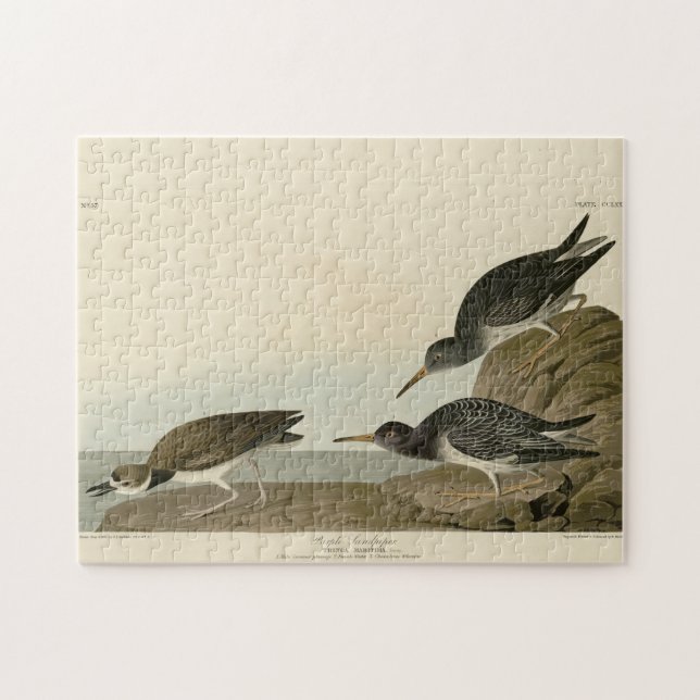 Puzzle Bécasseau mauve des oiseaux d'Amérique d'Audubon (Horizontal)