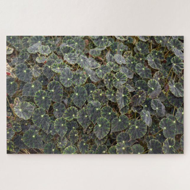 Puzzle Begonia  bowerae Ziesenh.  'Étoile de Bethléem' (Horizontal)