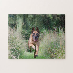 Puzzle Belgian Malinois Running