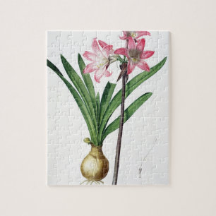 Puzzle Belladone d'amaryllis, de "Les Liliacees", engrav