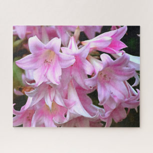 Puzzle Belle Belladonna Amaryllis Rose
