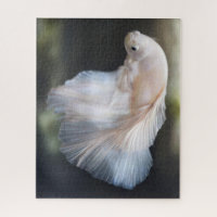 Belle Betta blanche Siamese Lutter Poisson