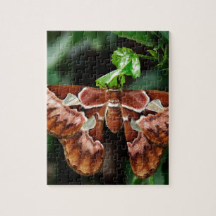 Puzzle Belle Moth Atlas