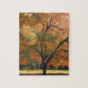 Puzzle Belle photo d'arbre d'automne en saison automnale