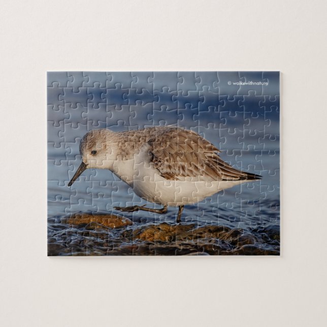 Puzzle Belle Sanderling Sandpiper se promène sur une plag (Horizontal)