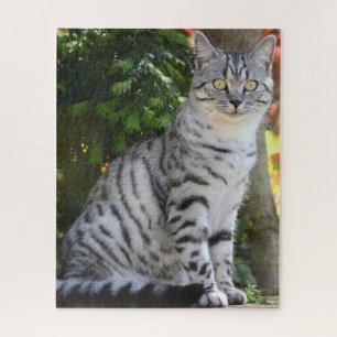 Puzzle Belle Tabby Gris Chat