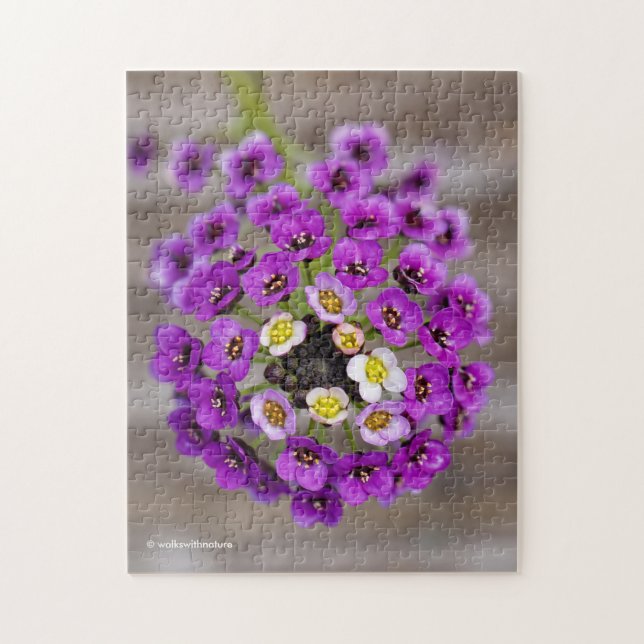 Puzzle Belle Violet Doux Alyssum (Vertical)