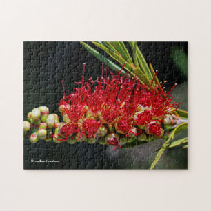 Puzzle Belles fleurs de callistemon rouge