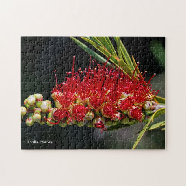 Puzzle Belles fleurs de callistemon rouge (Horizontal)