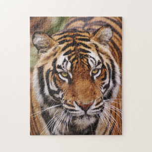 Puzzle Bengal Tiger, Panthera tigris