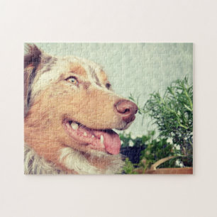 Puzzle Berger américain miniature Red Merle