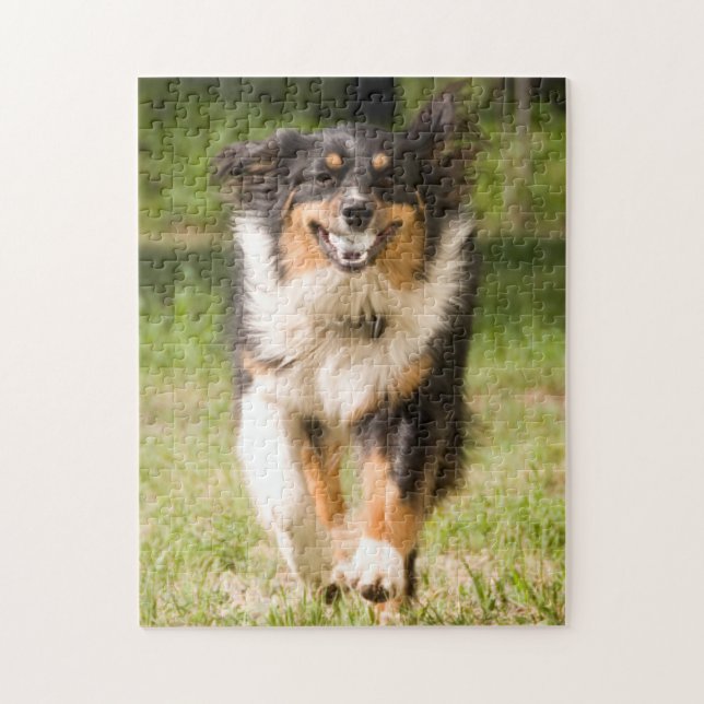 Puzzle Berger Australien Jouant Avec Balle (Vertical)