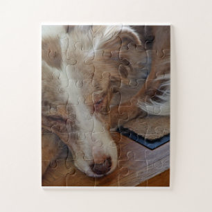 Puzzle berger australien rouge merle dormir