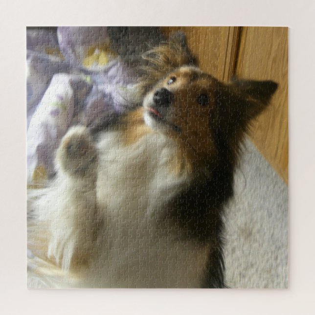 Puzzle Berger des Shetland qui mendie (Vertical)