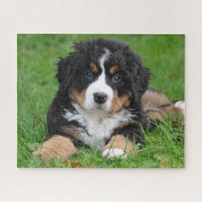 Puzzle Bernese Mountain Dog chiot (Horizontal)
