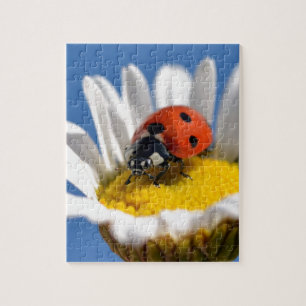 Puzzle Bestiole sur la marguerite