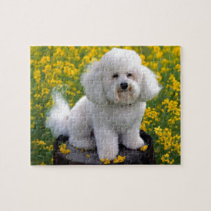 Puzzle Bichon Frise