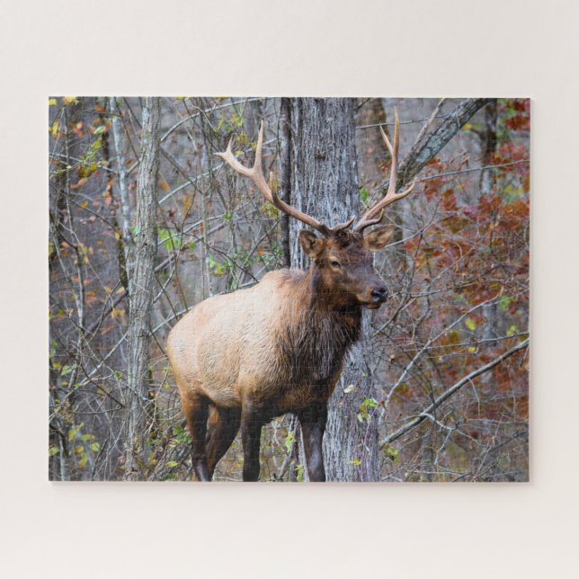 Puzzle Big Game Hunter - Bull Elk - 16x20 pouces (Horizontal)