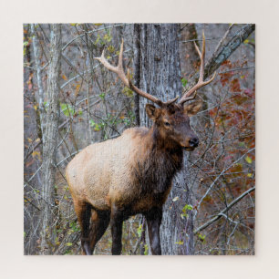 Puzzle Big Game Hunter - Bull Elk - 20x20 pouces